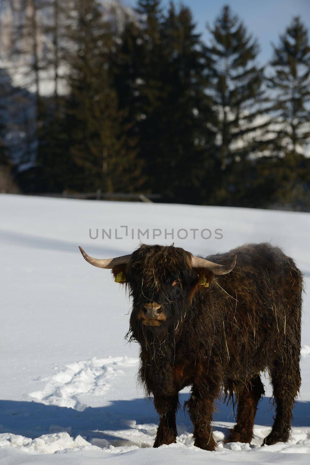 nature scene with cow animal at winter with snow  mountain landscape in background