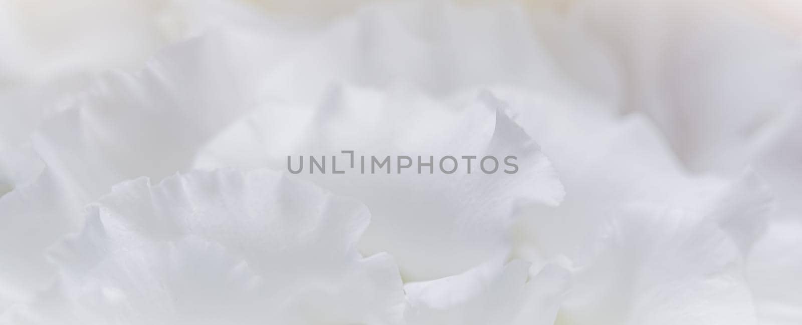 Abstract floral background, white rose flower petals. Macro flowers backdrop for holiday design by Olayola