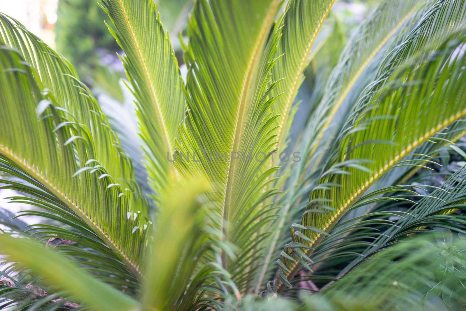 Palm tree leaves close up in garden