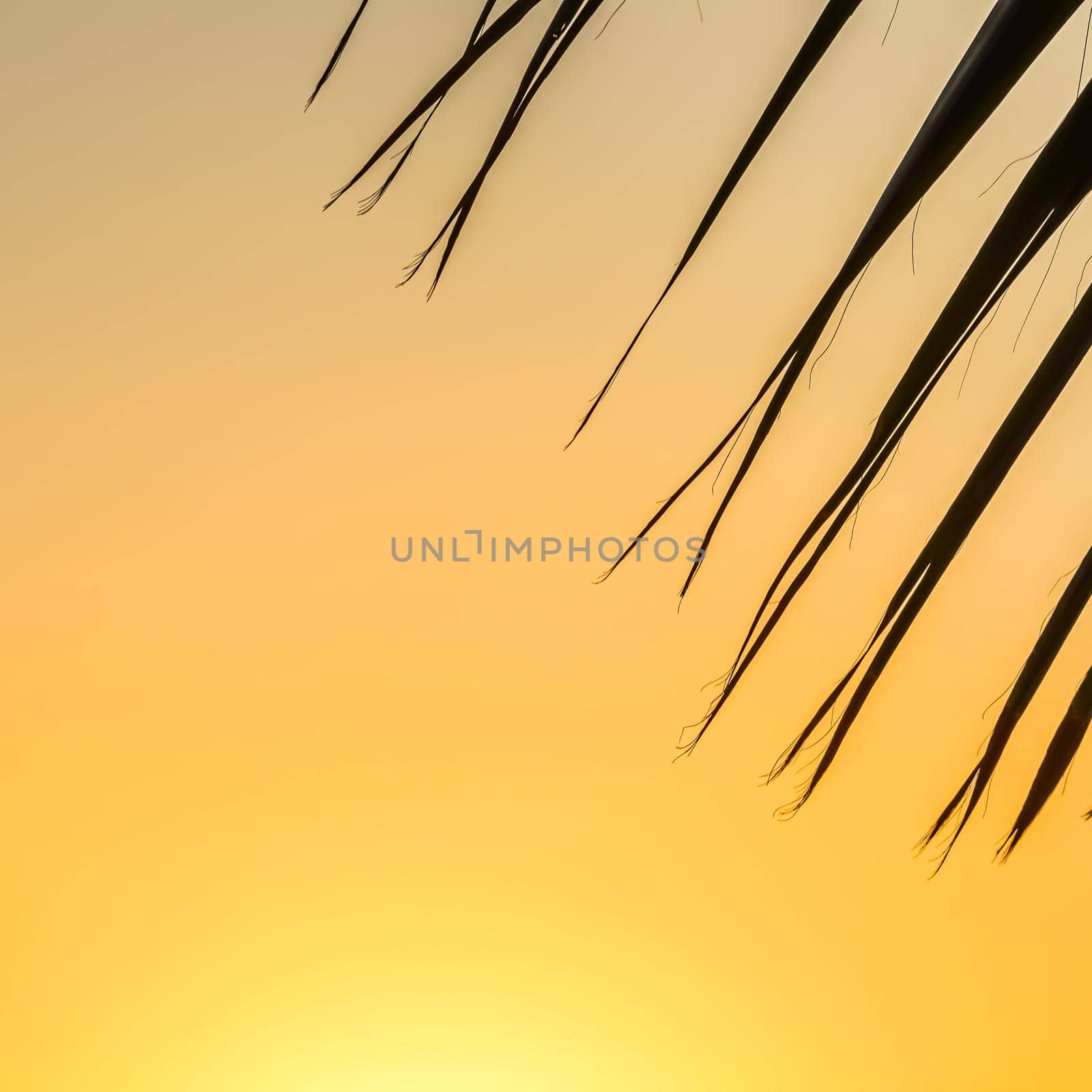 Palm leaves on background of beautiful sunset. High quality photo