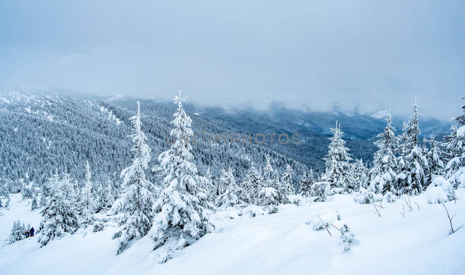 Mountain landscape with frozen pine wood under deep snow