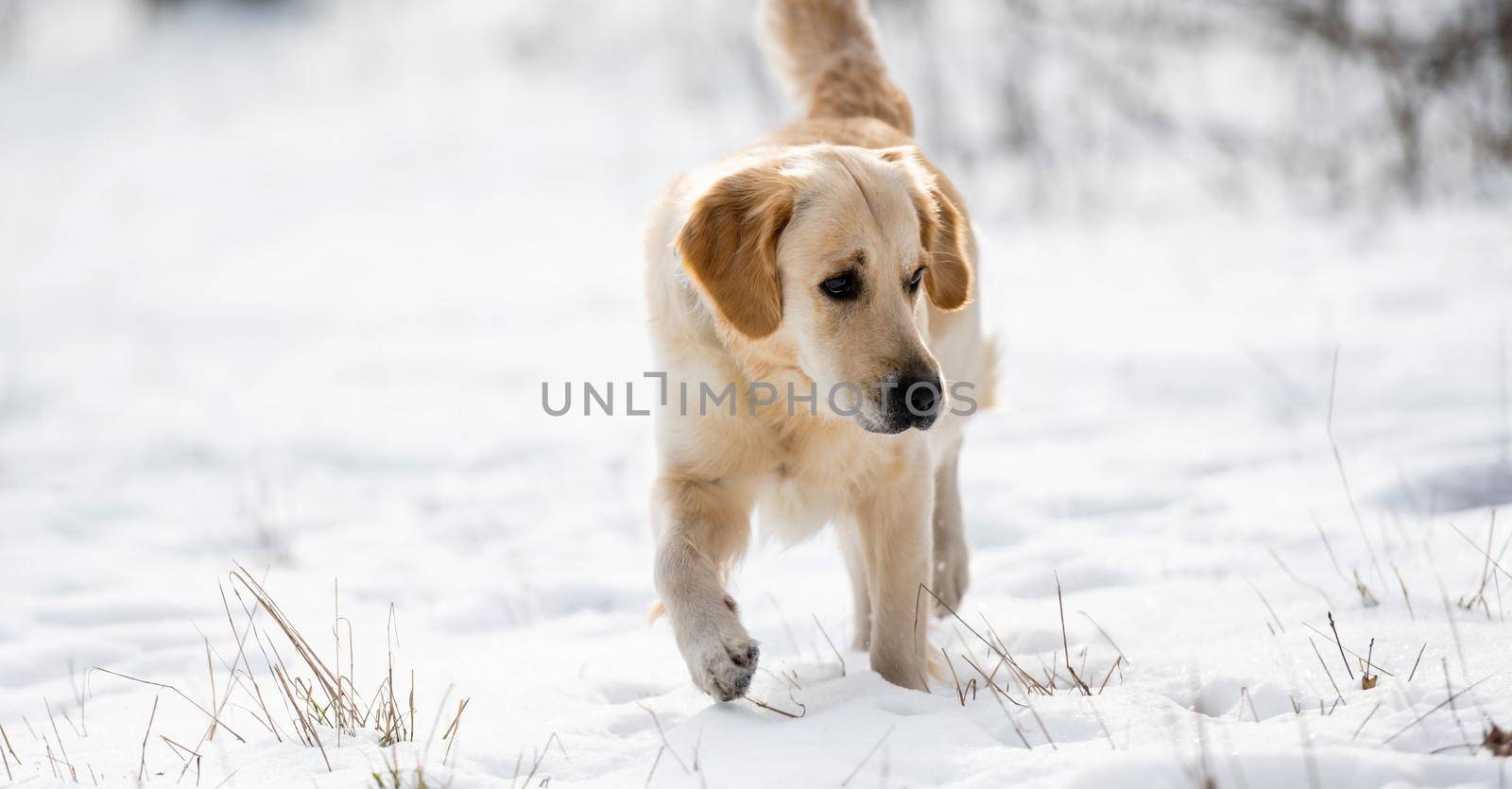 Golden retriever dog walking in wintertime and looking at snow. Cute doggy outdoor in wintertime
