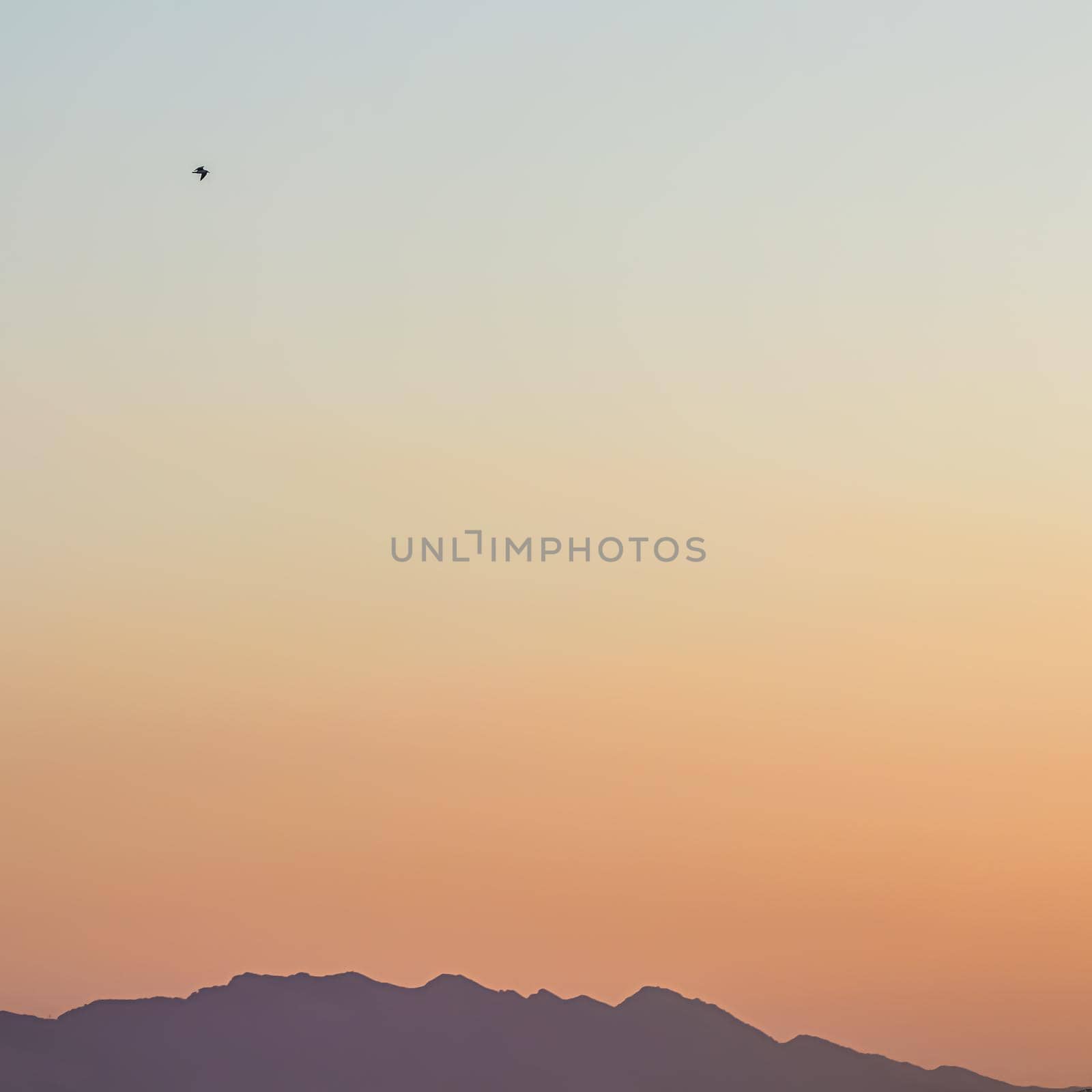 Background from a beautiful colorful sunset with the silhouette of the mountains and a flying bird. High quality photo
