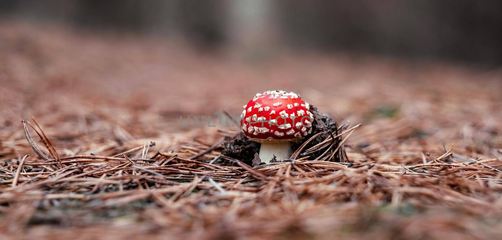 Beautiful fly agaric mushroom in the wood in autumn time. Poisoned red amanita in fall closeup with blurred background