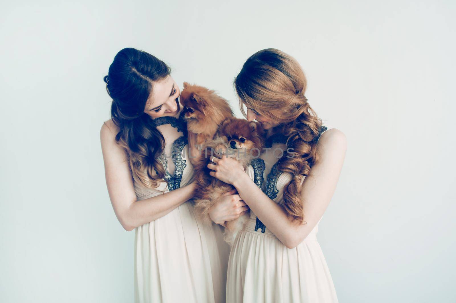 two beautiful Spitz in the hands of cute girls. wedding for dogs