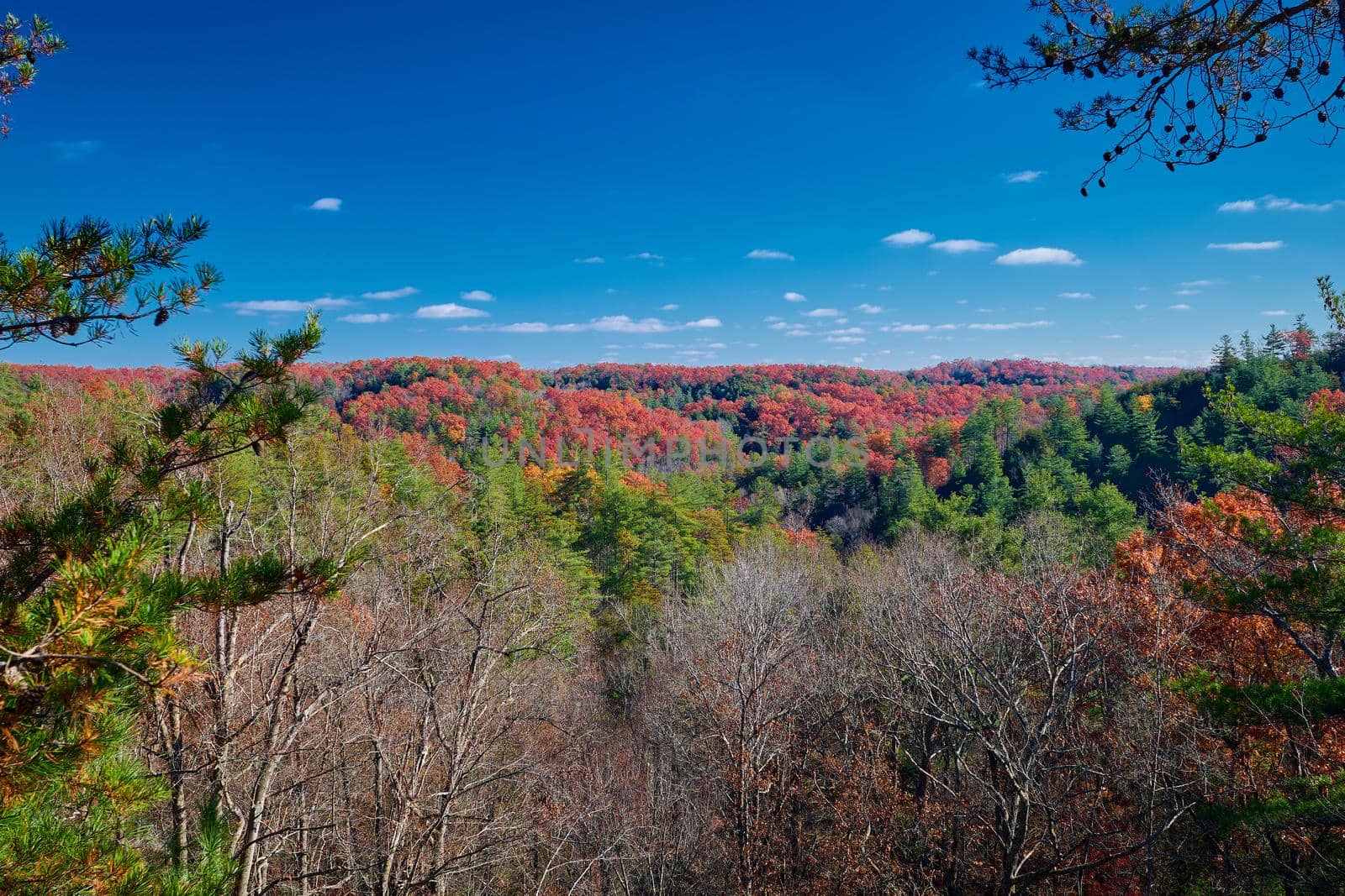 Fall colors along the Silvermine Arch Trail at Red River Gorge, KY. by patrickstock