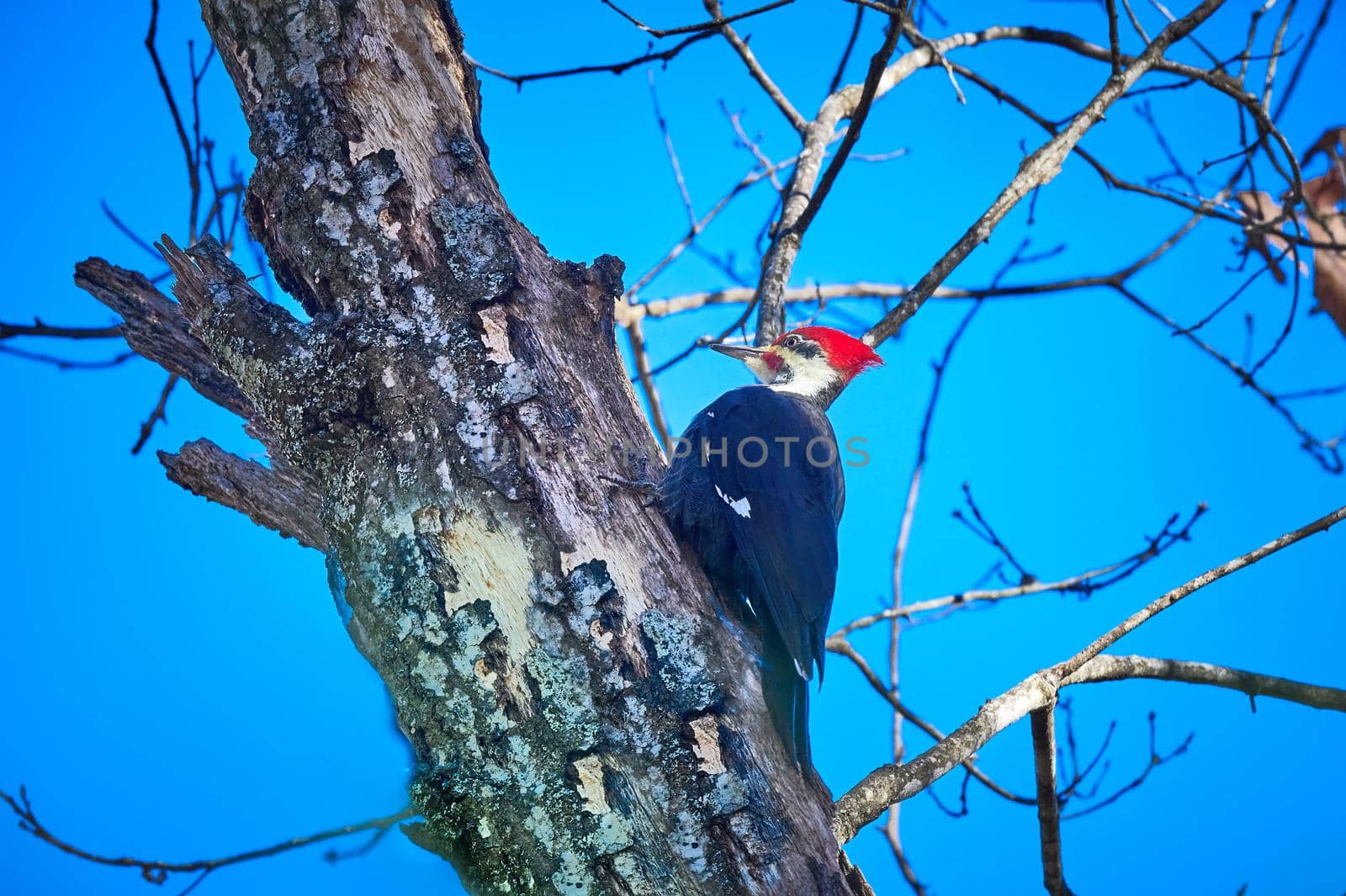 Male Pileated Woodpecker searching for insects against a blue sky. by patrickstock