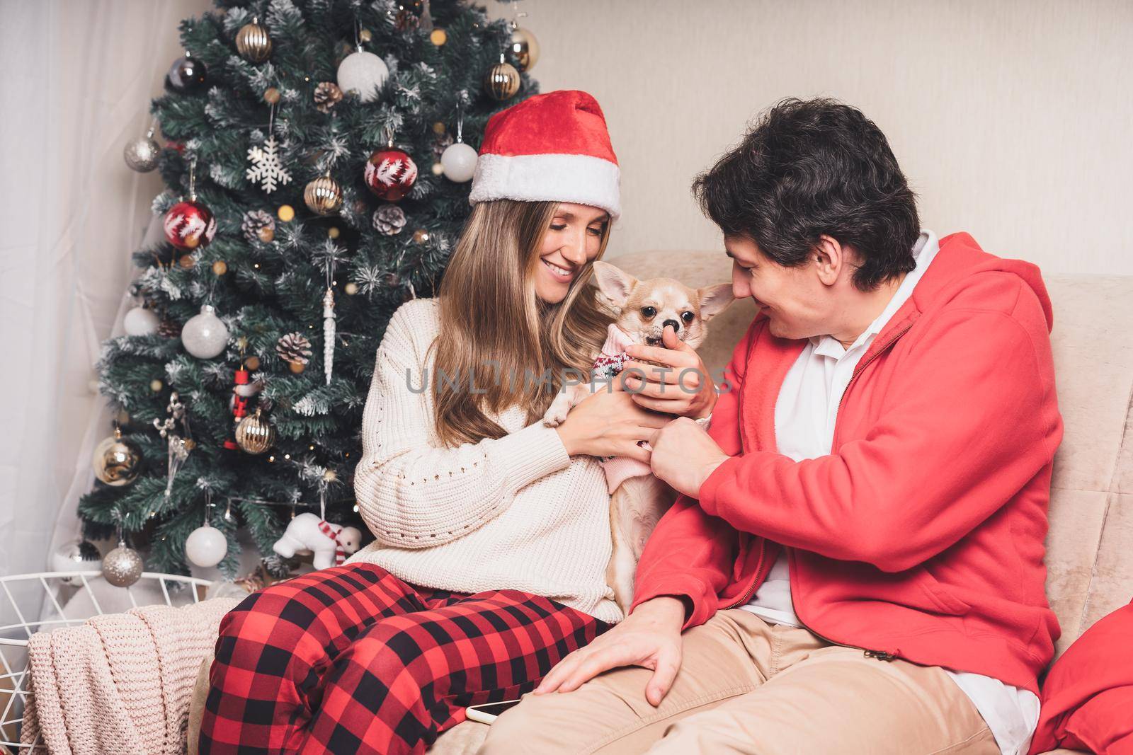 Romantic couple man and woman giving Christmas gift sweater to cute puppy dog chihuahua on Christmas holidays.