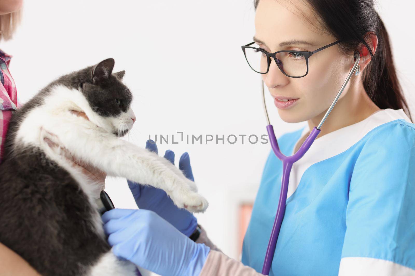 Portrait of veterinarian woman examine domestic pet with stethoscope tool listen to heartbeat. Checkup of cats health in vet. Veterinary medicine concept