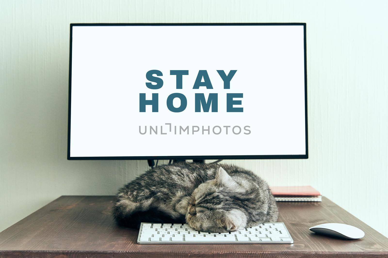 Keep calm and stay home concept. Fluffy cat sleeps on desktop next to computer. Calmness, equanimity, comfortable sweet cozy home