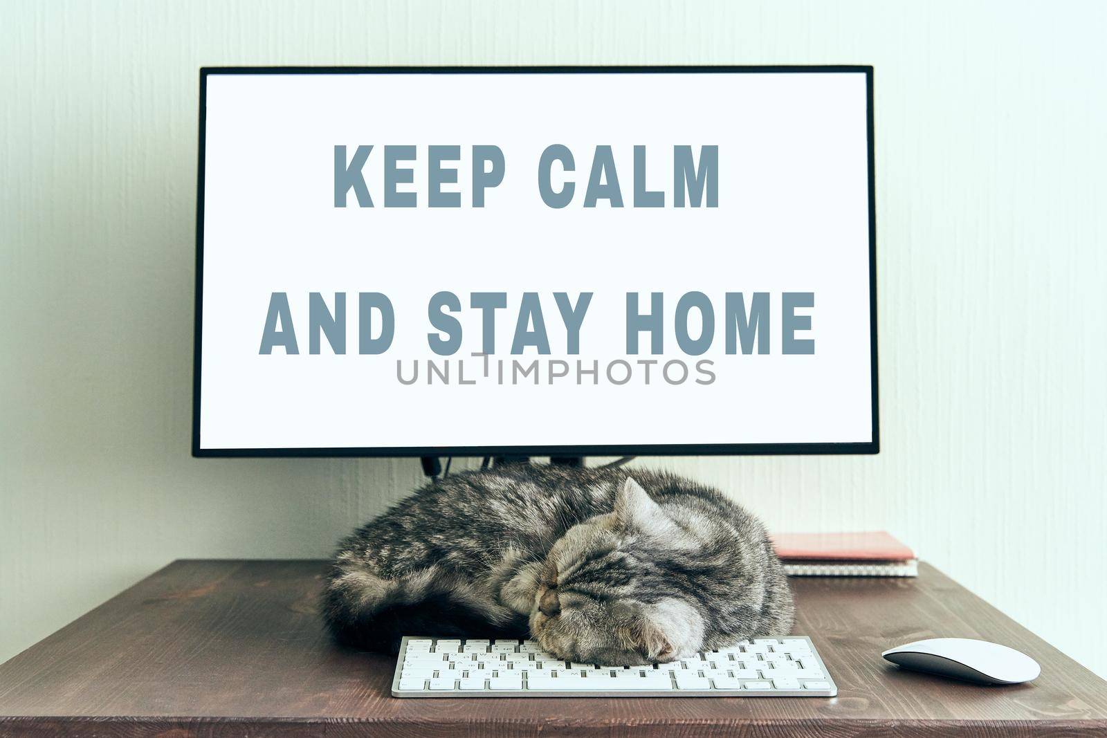 Keep calm and stay home concept. Fluffy cat sleeps on desktop next to computer. Calmness, equanimity, comfortable sweet cozy home