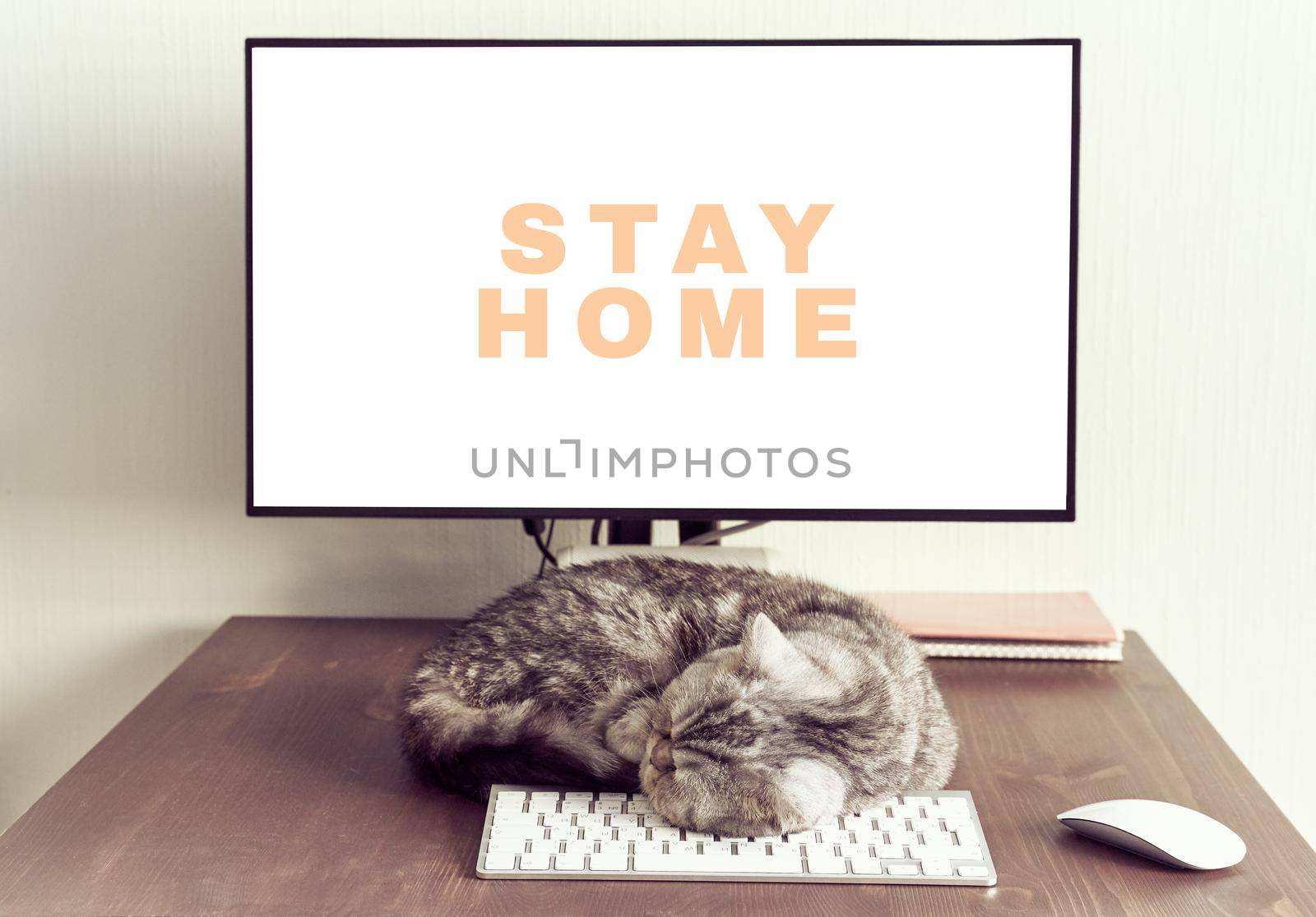 Keep calm and stay home concept. Fluffy cat sleeps on desktop next to computer. Calmness, equanimity, comfortable sweet cozy home