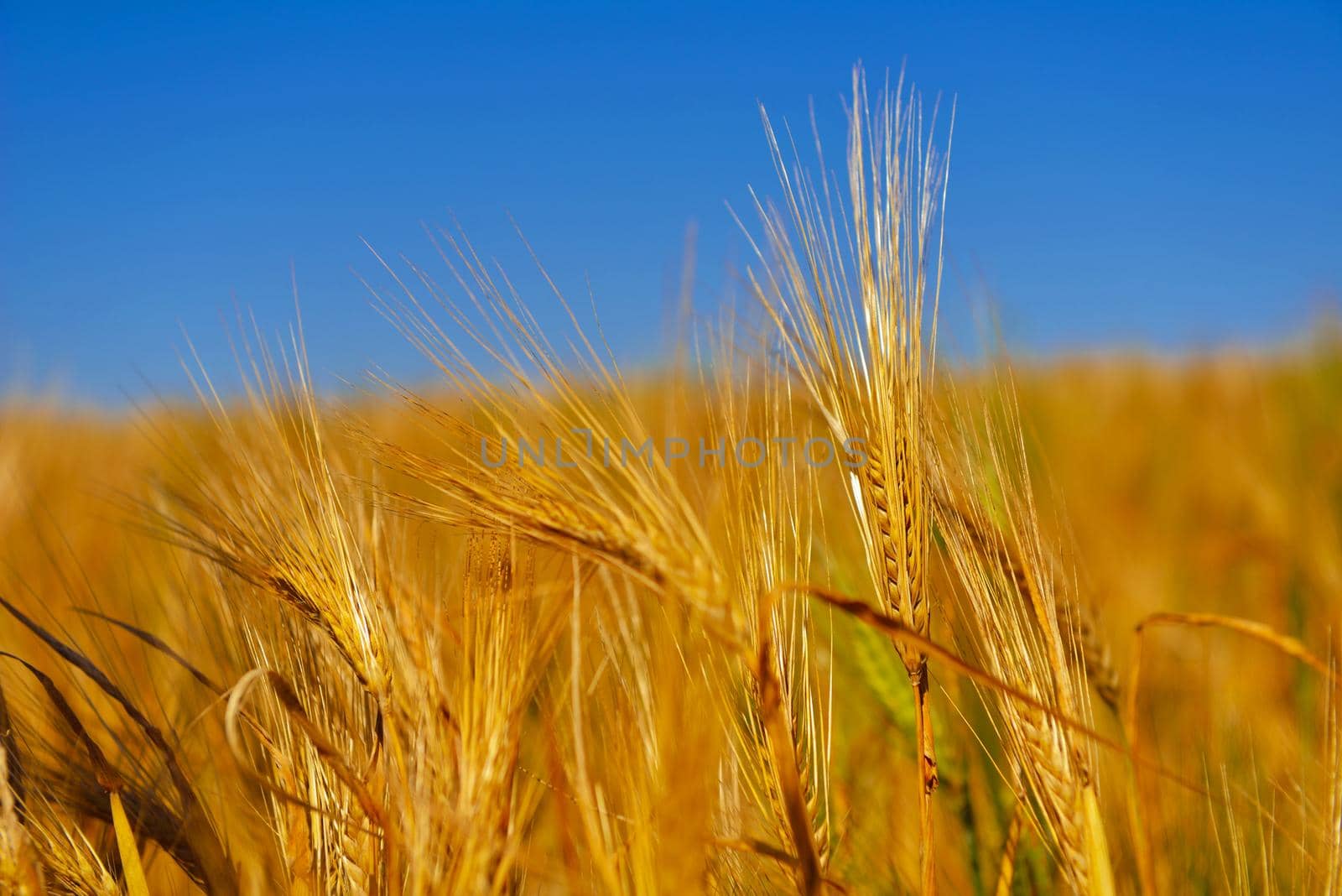 Golden wheat field with blue sky in background