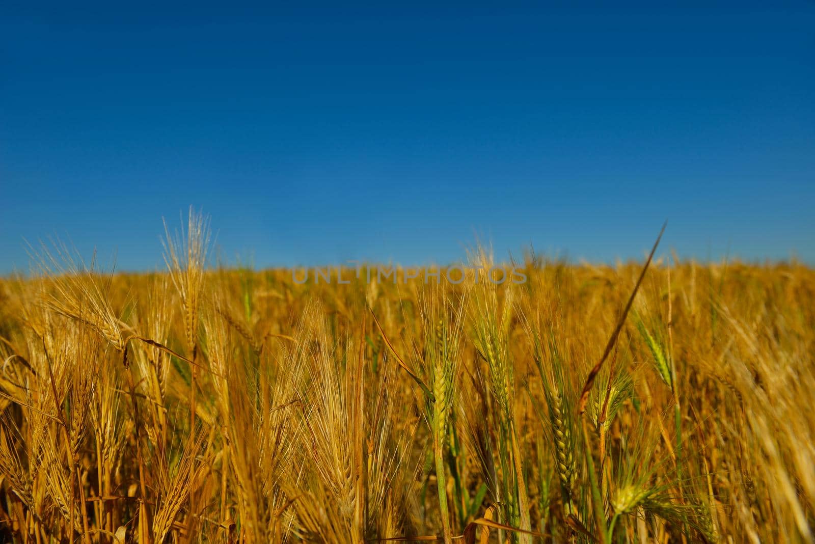 Golden wheat field with blue sky in background