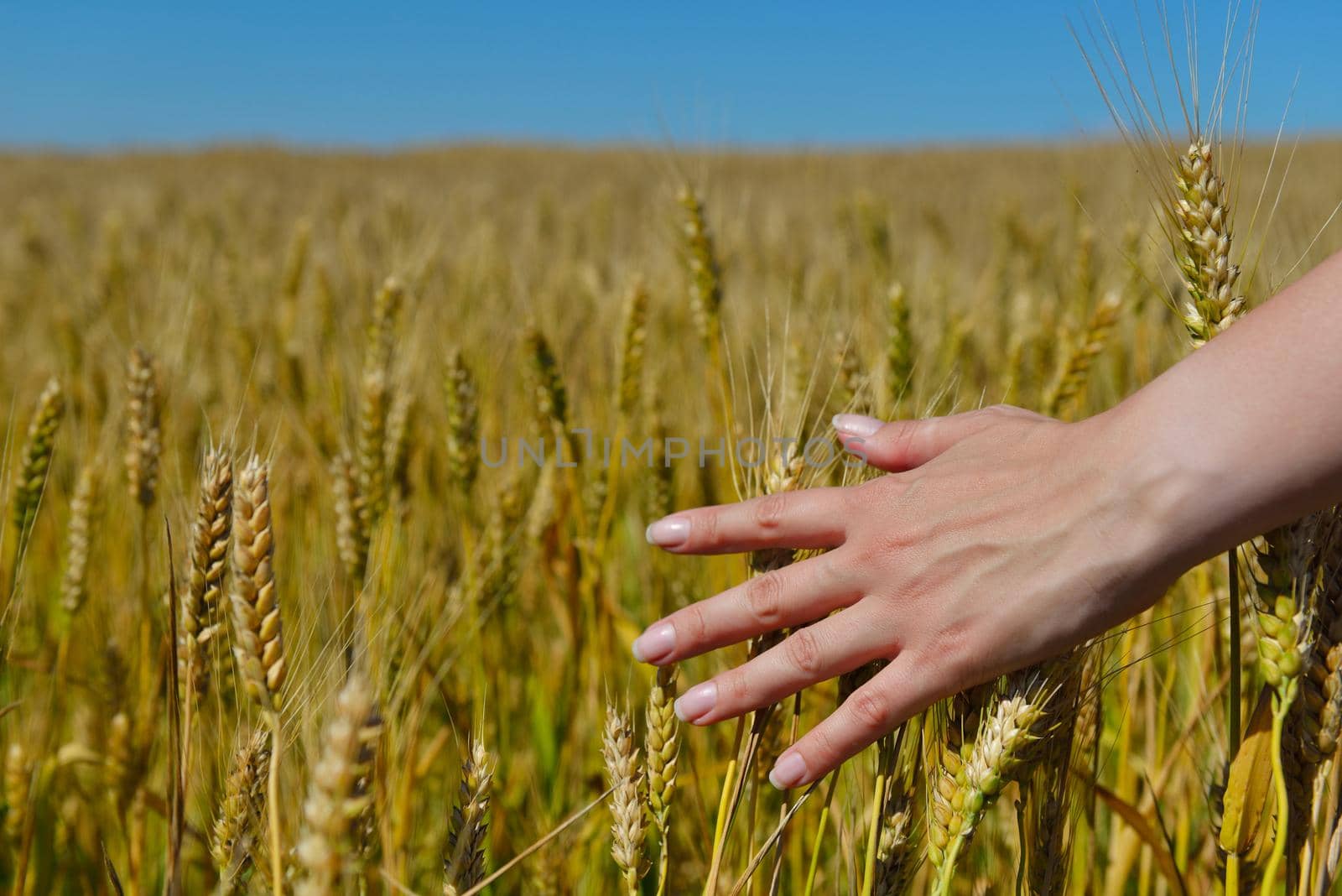 Hand in wheat field. Harvest and gold food agriculture  concept