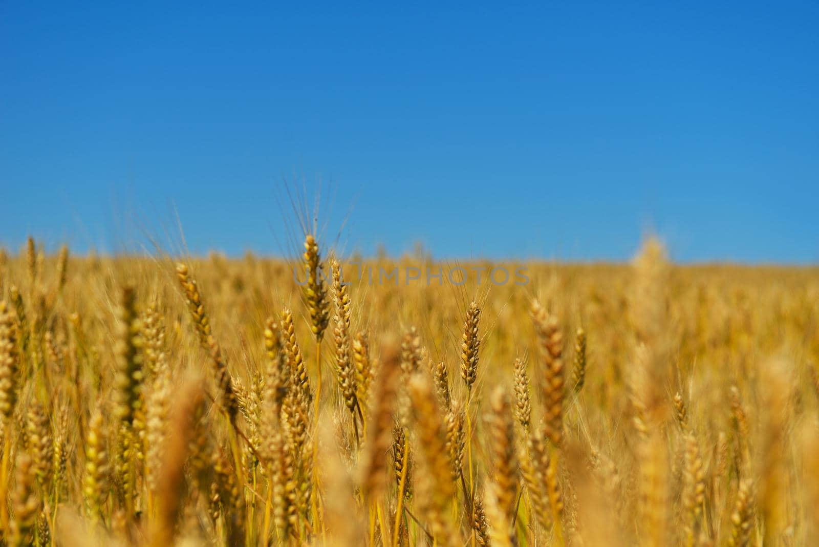 Golden wheat field with blue sky in background