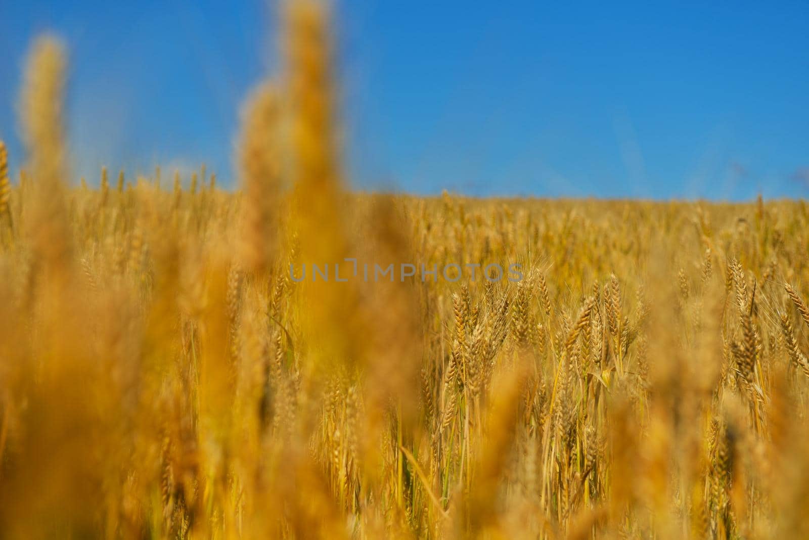 Golden wheat field with blue sky in background