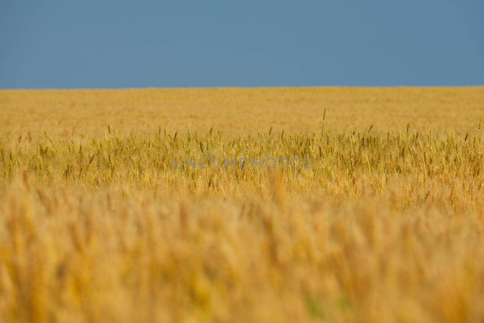 wheat field with blue sky in background by dotshock