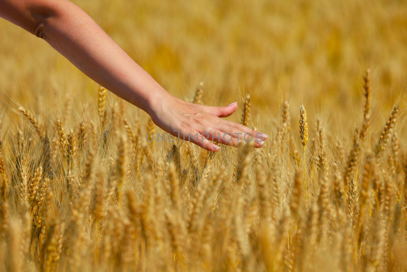 Hand in wheat field. Harvest and gold food agriculture  concept