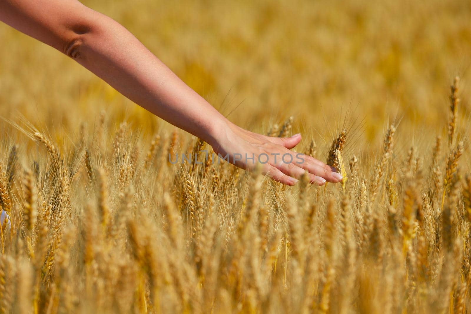 hand in wheat field by dotshock