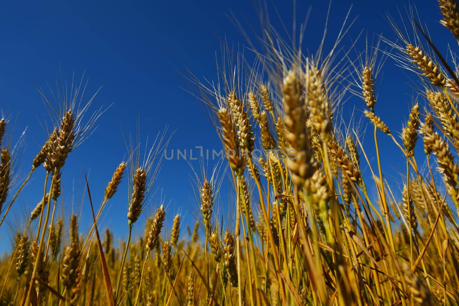 Golden wheat field with blue sky in background