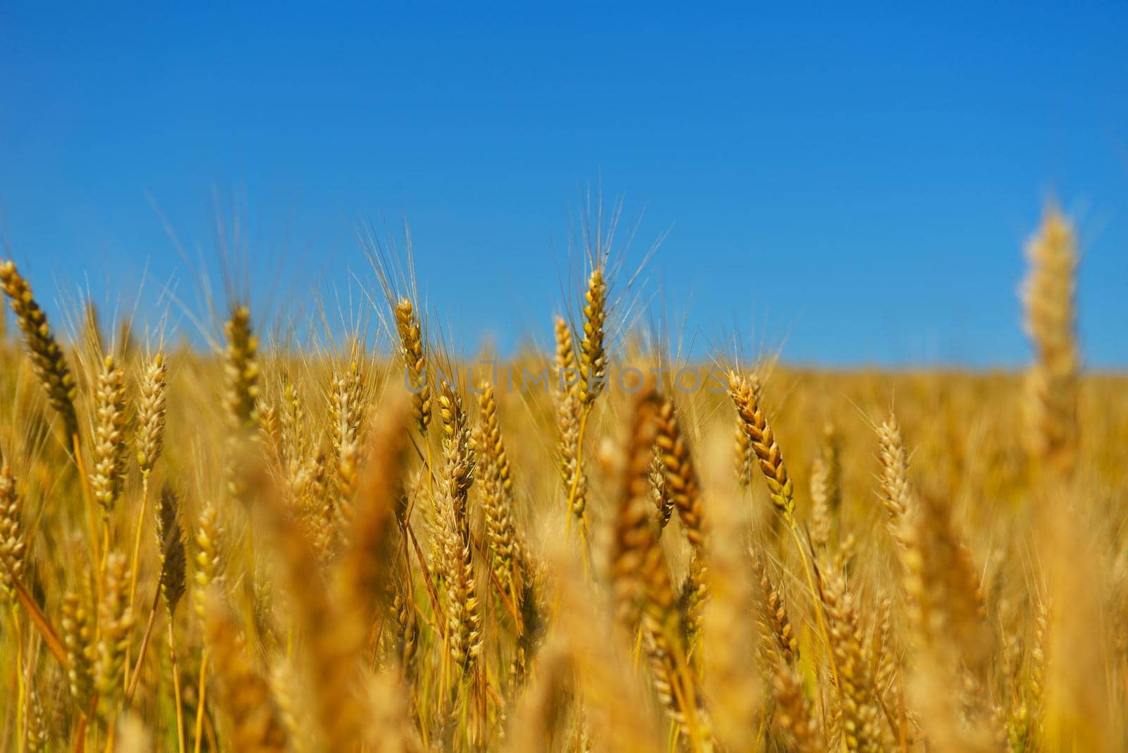 Golden wheat field with blue sky in background