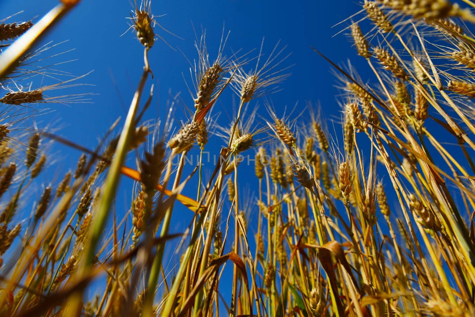 Golden wheat field with blue sky in background