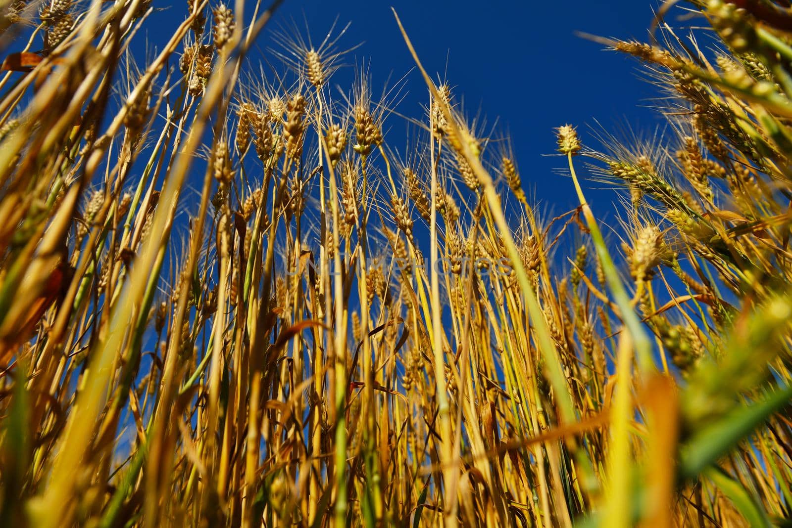 wheat field with blue sky in background by dotshock