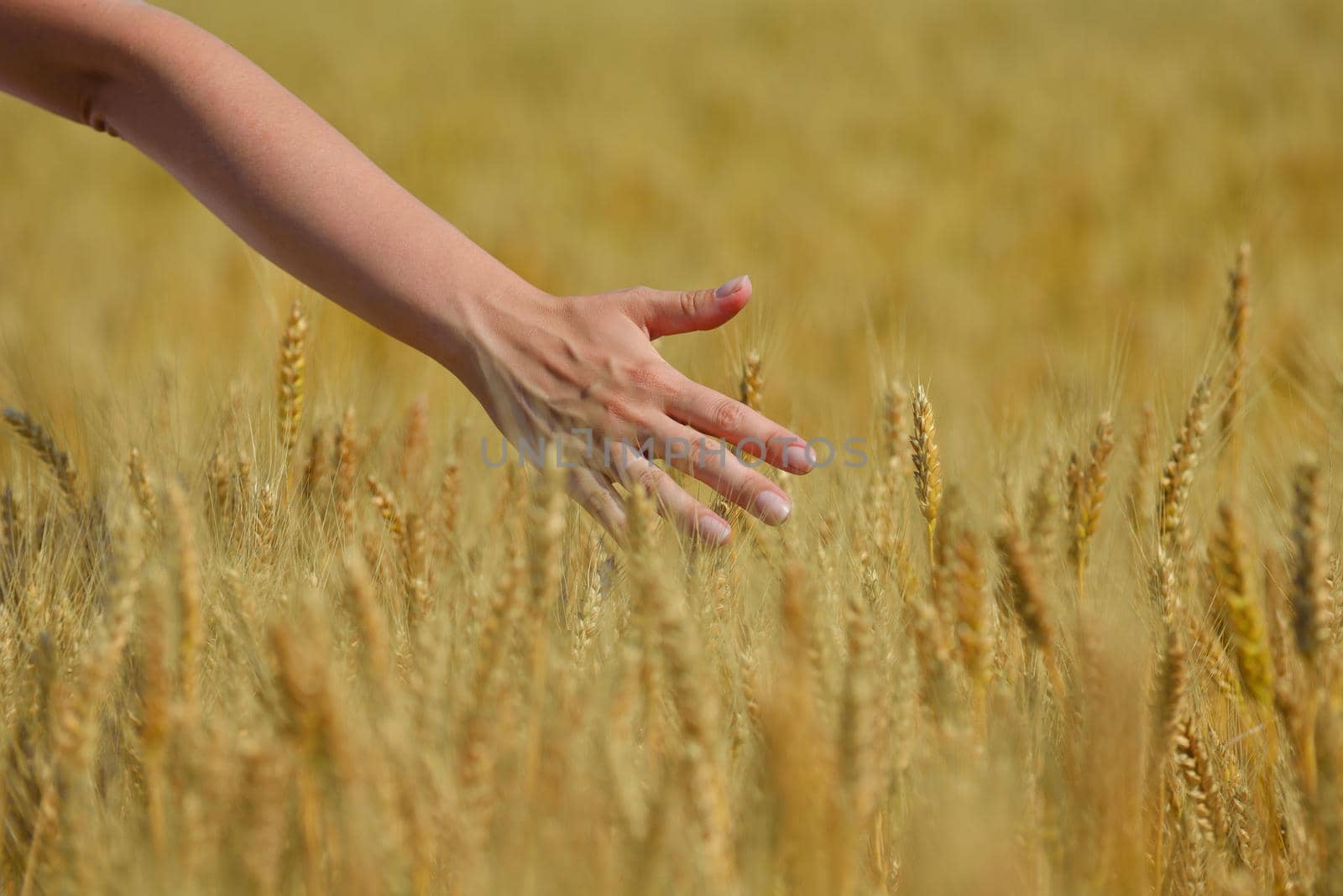 Hand in wheat field. Harvest and gold food agriculture  concept