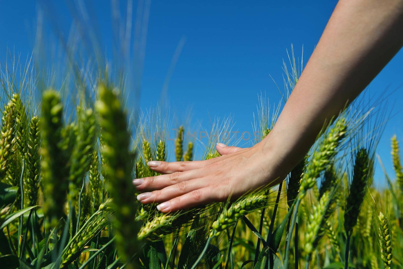 Hand in wheat field. Harvest and gold food agriculture  concept