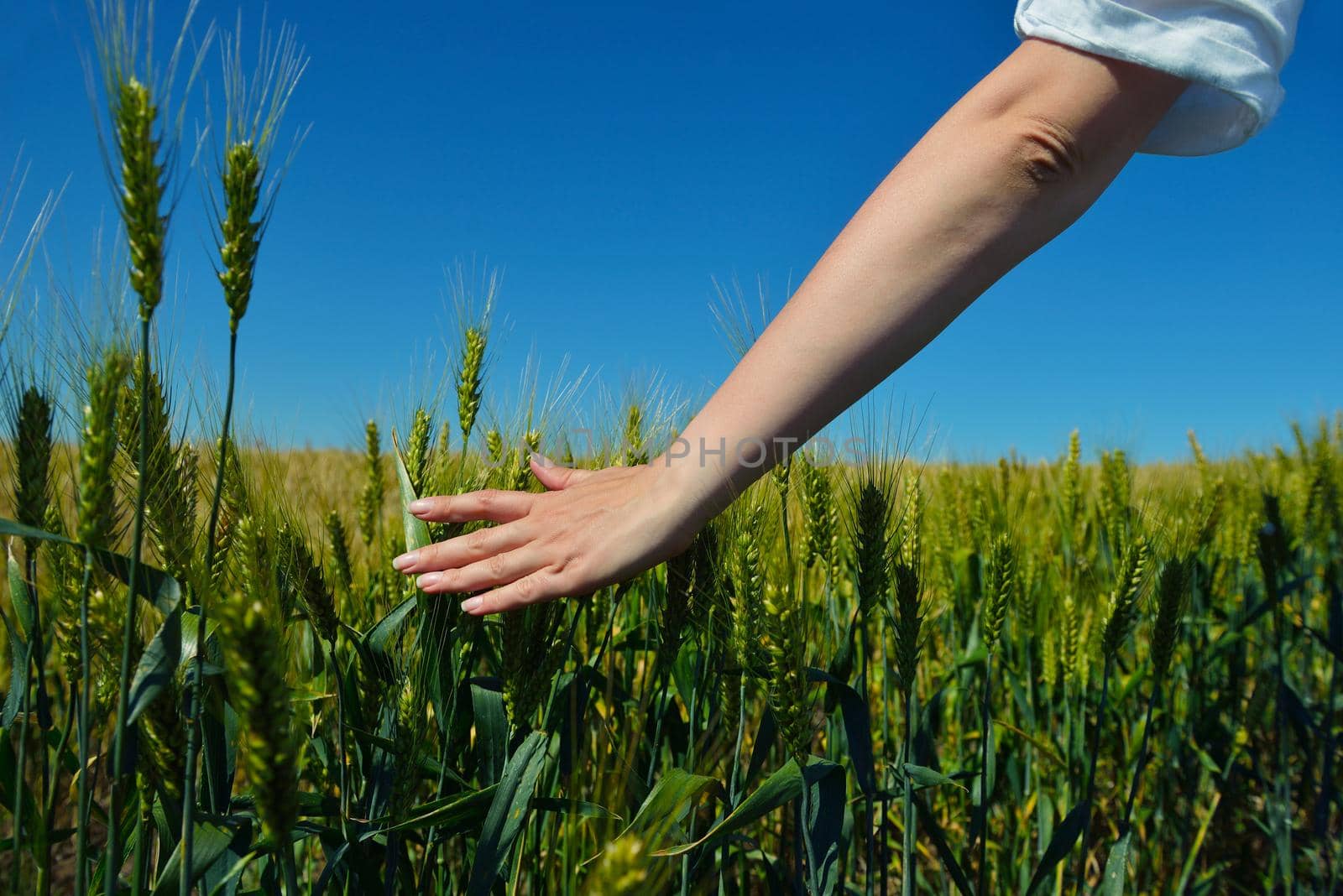 hand in wheat field by dotshock