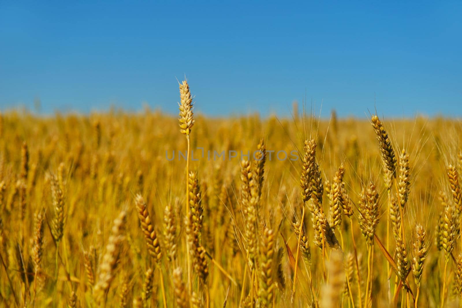 wheat field with blue sky in background by dotshock