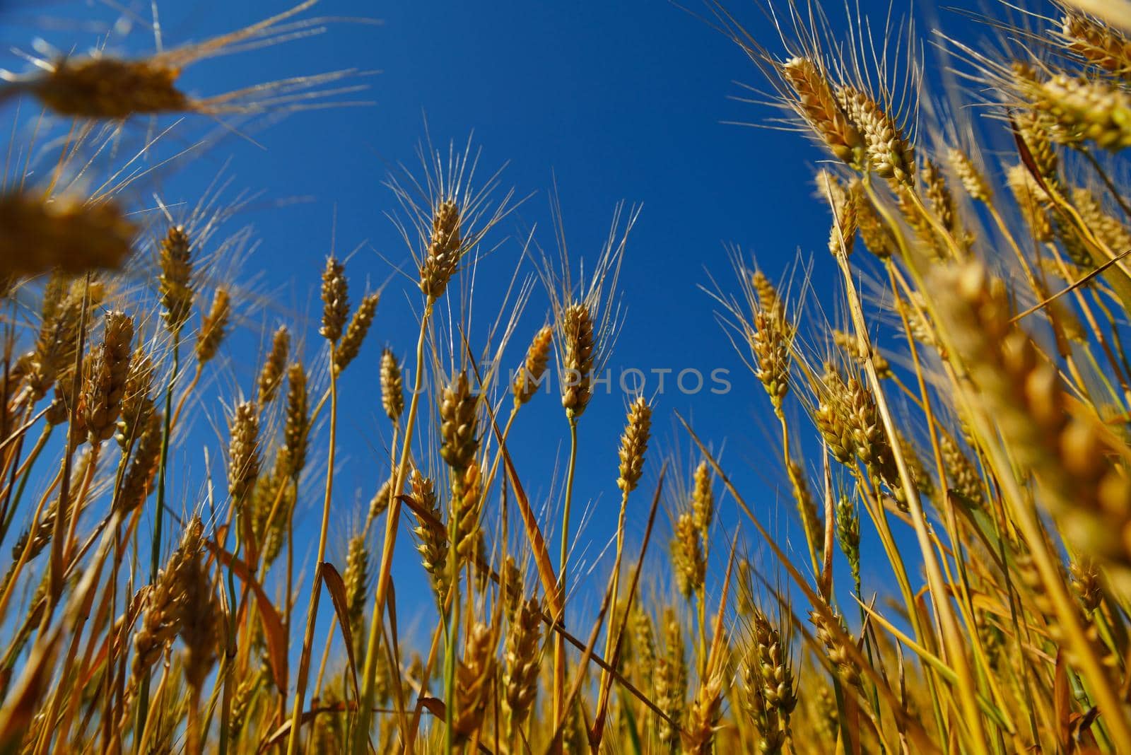 wheat field with blue sky in background by dotshock