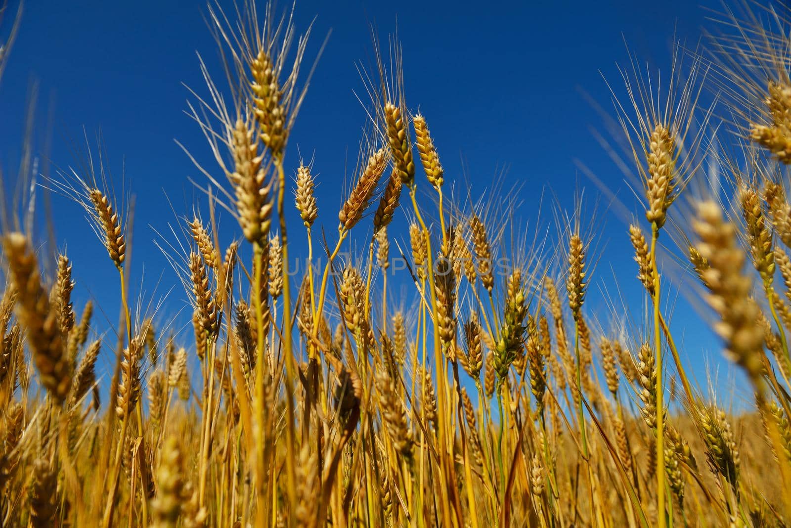 Golden wheat field with blue sky in background