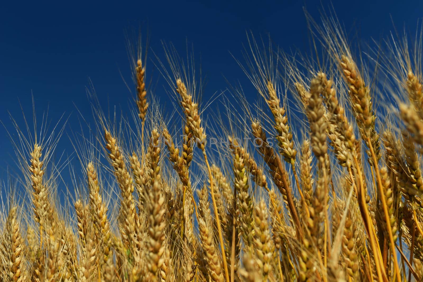 wheat field with blue sky in background by dotshock