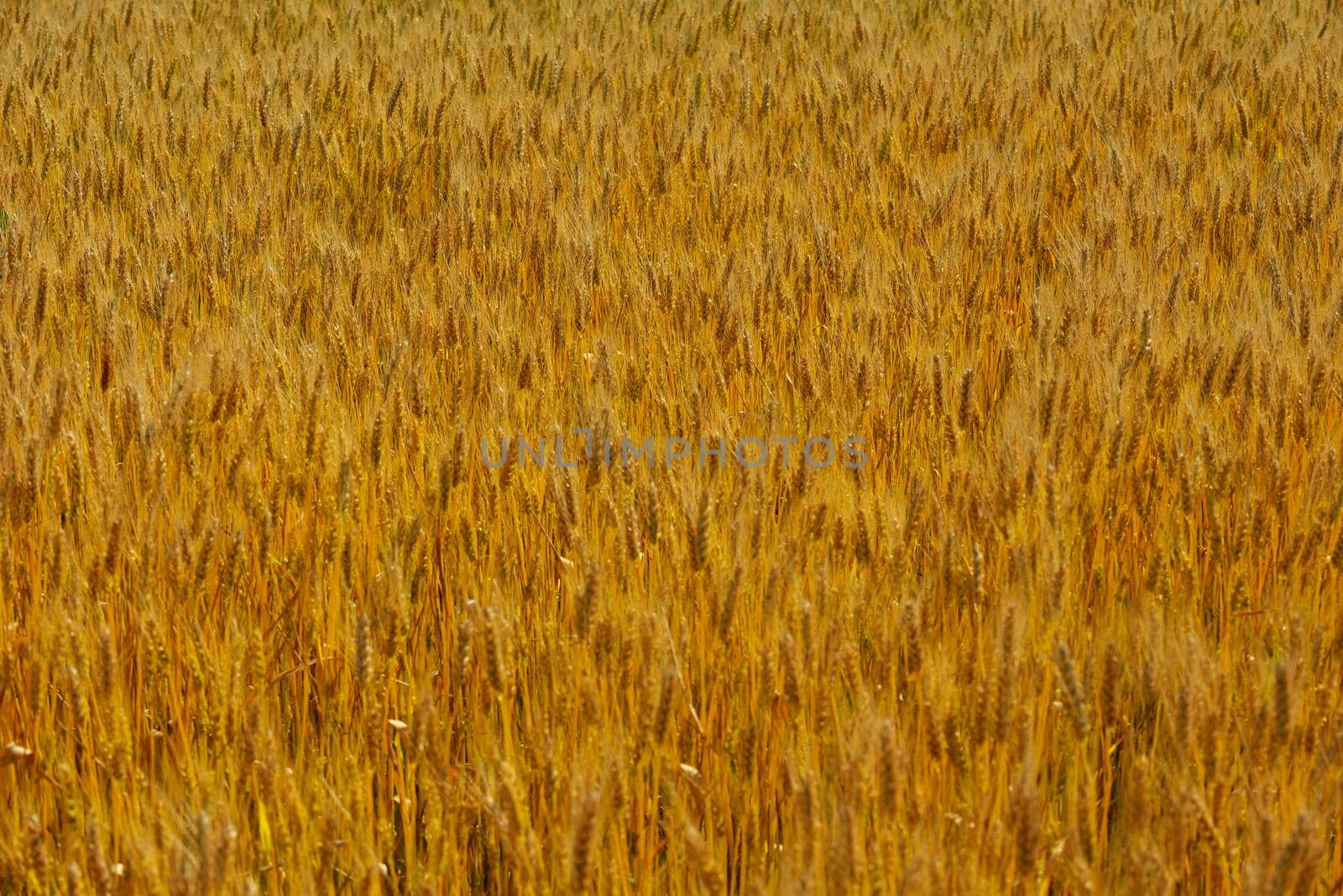 wheat field with blue sky in background by dotshock