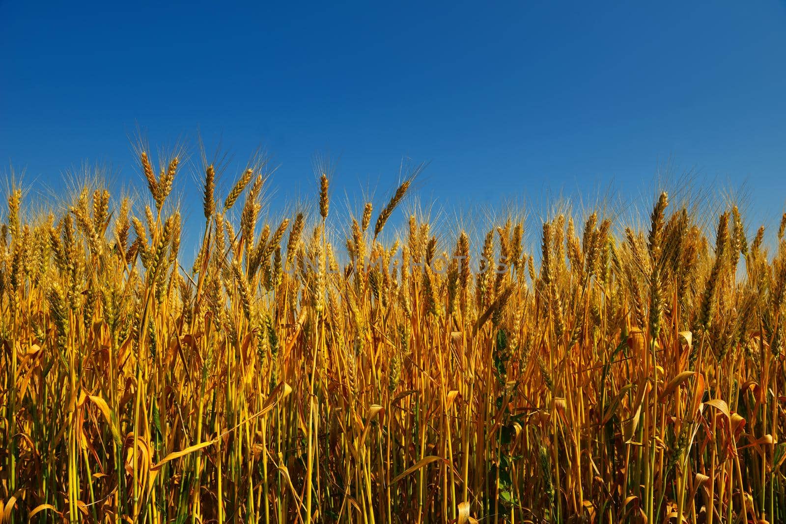 wheat field with blue sky in background by dotshock