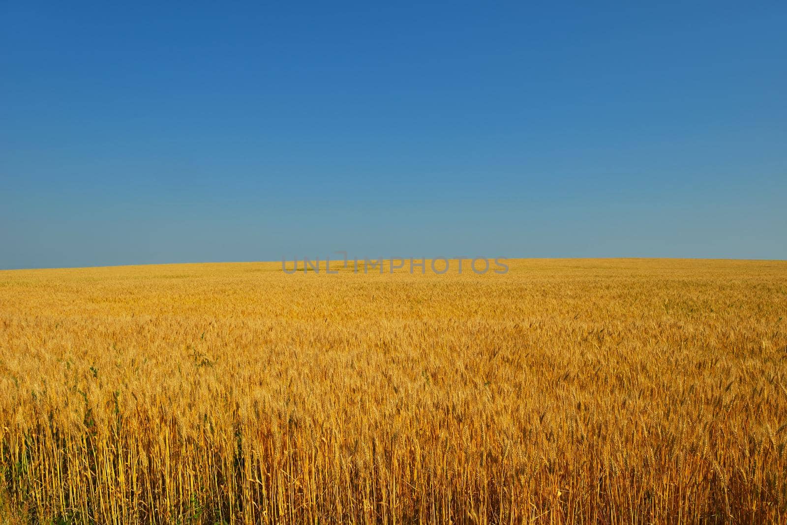 wheat field with blue sky in background by dotshock