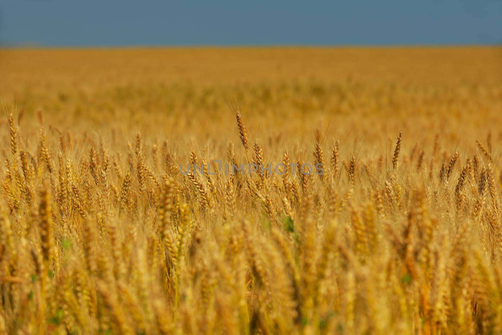 Golden wheat field with blue sky in background