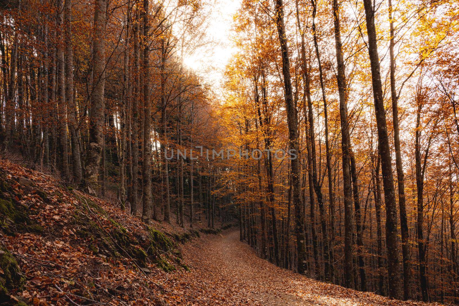 Autumn forest pathway leaves fall in ground landscape on autumnal background in November