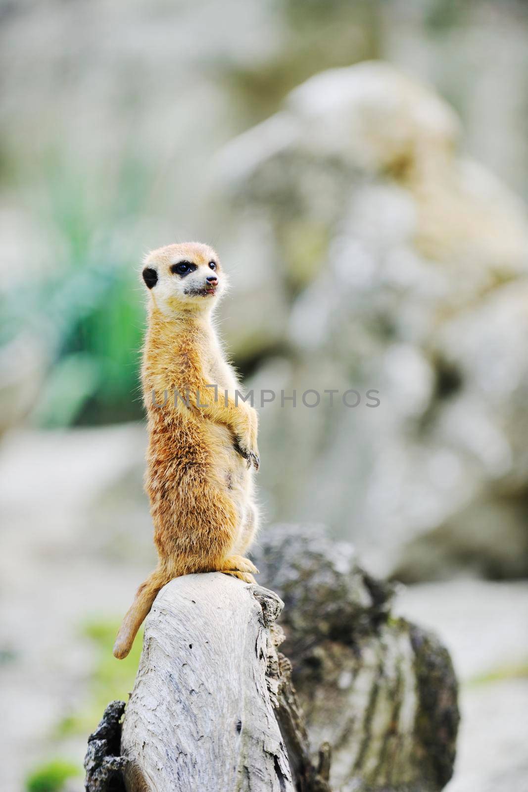 small animall in zoo