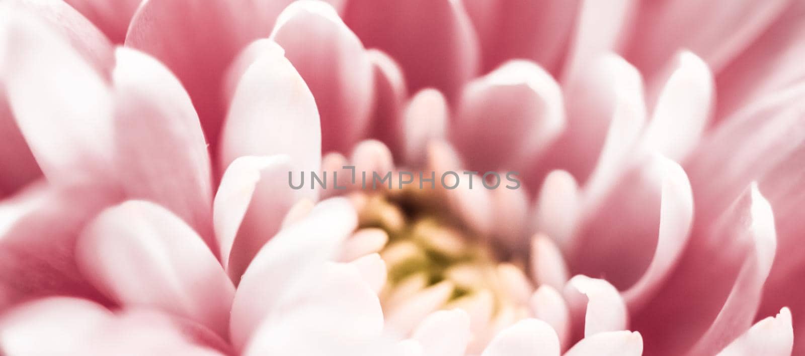 Pink daisy flower petals in bloom, abstract floral blossom art background, flowers in spring nature for perfume scent, wedding, luxury beauty brand holiday design by Anneleven