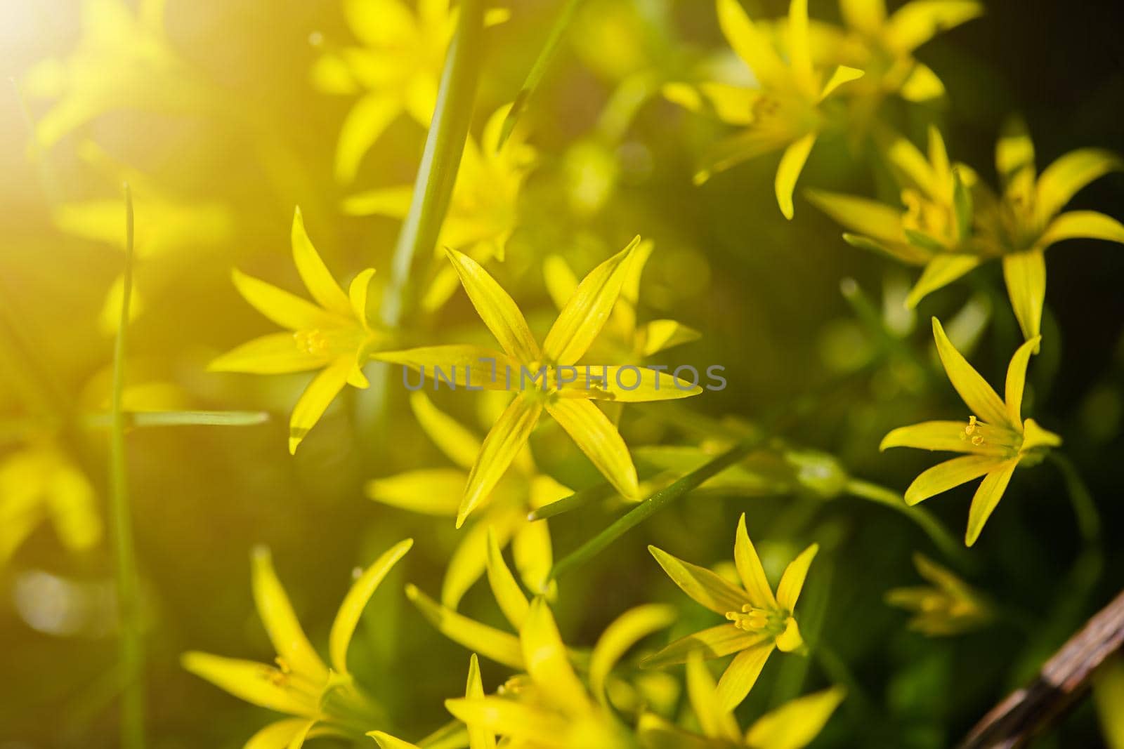 Yellow flowers grow on a flower bed in spring, beautiful light falls by galinasharapova
