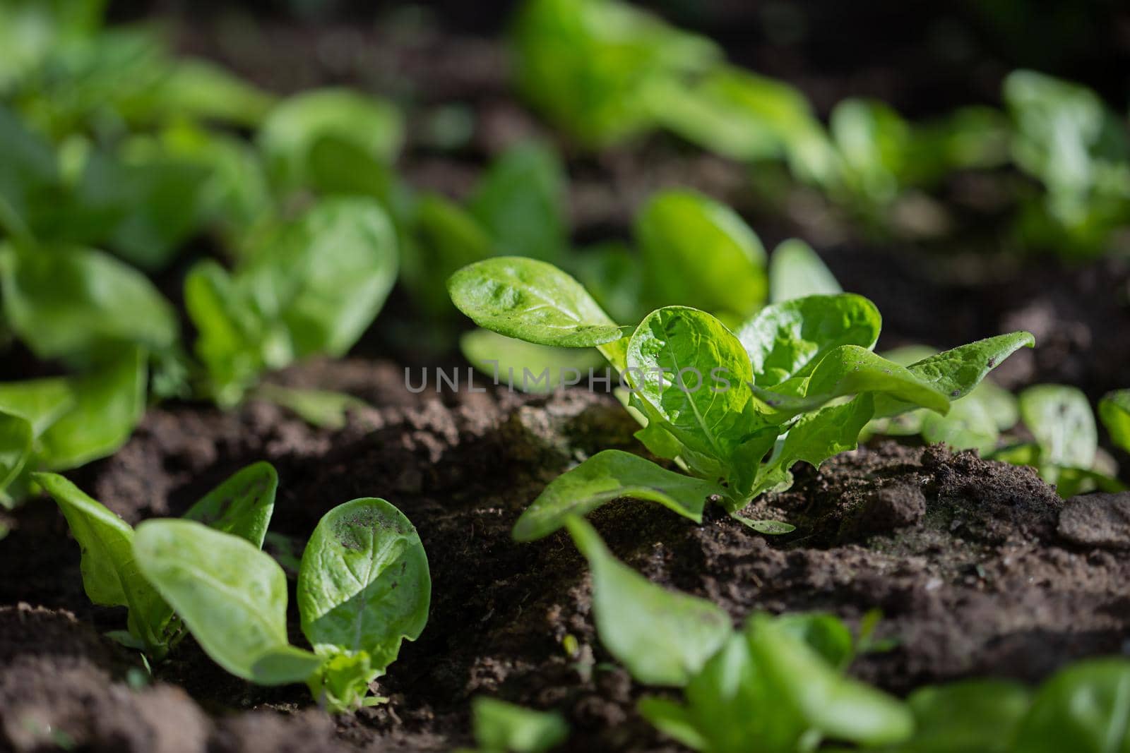 Green plants growing on a bed in the garden in greenhouse, the concept of organic cultivation of vegetable plants in