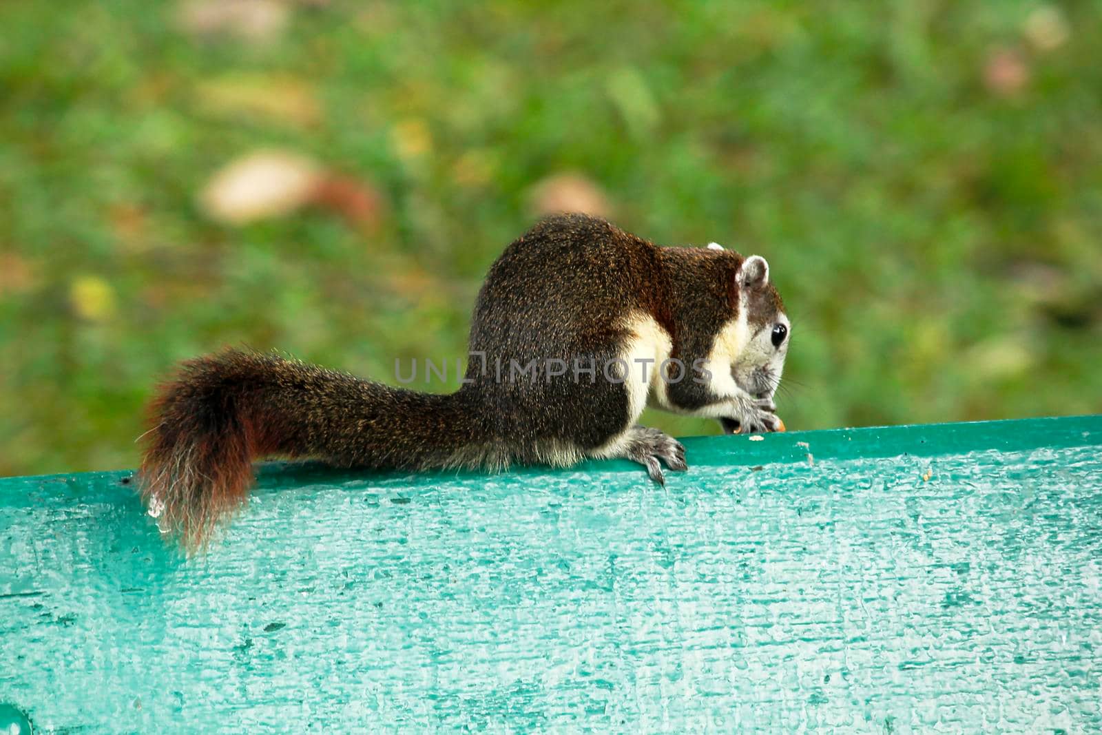 Variable squirrel a kind of squirrel That can be found everywhere in the Indochina region to Singapore. There is a great variety of colors. It is usually white and creamy to light yellow. until red or black all over or some may have multiple colors in the same