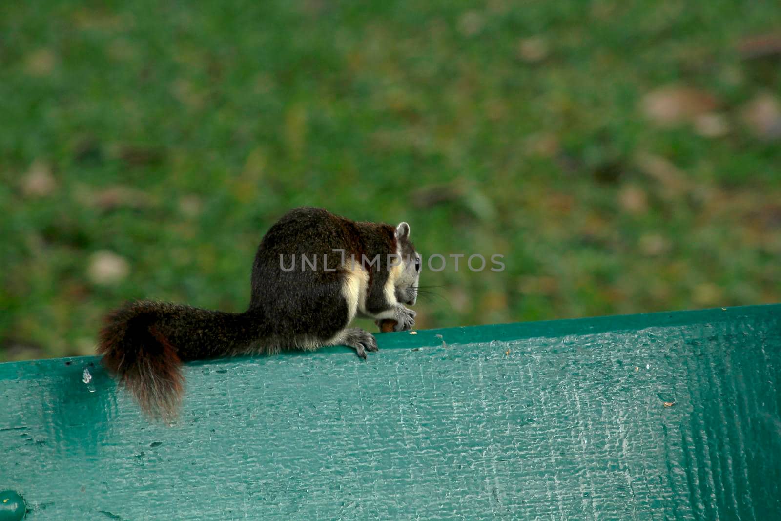 Variable squirrel a kind of squirrel That can be found everywhere in the Indochina region to Singapore. There is a great variety of colors. It is usually white and creamy to light yellow. until red or black all over or some may have multiple colors in the same