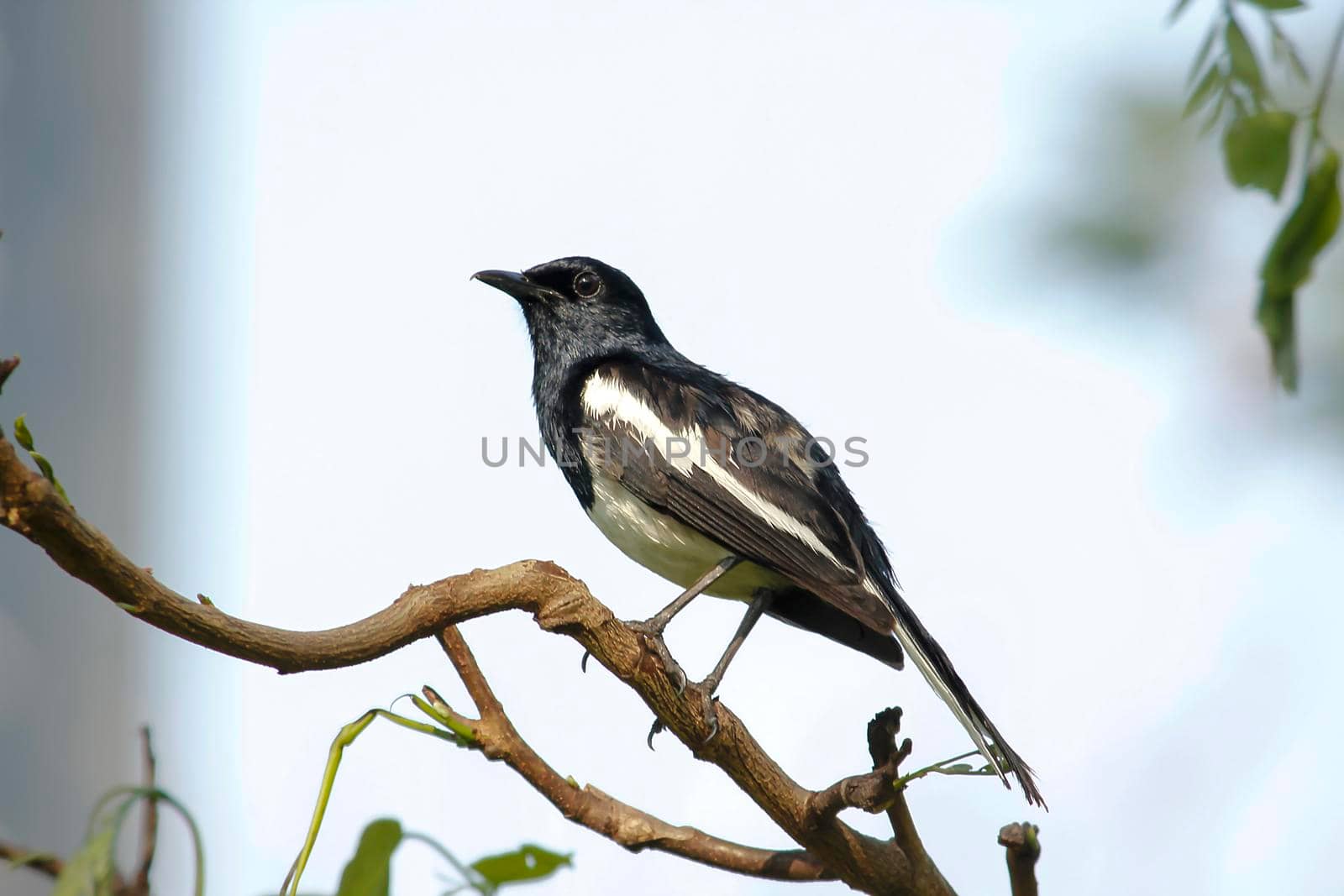 Oriental magpie robin is an insectivorous bird. It is not very large, about 18-20 cm long. The upper part of the body is shiny black.