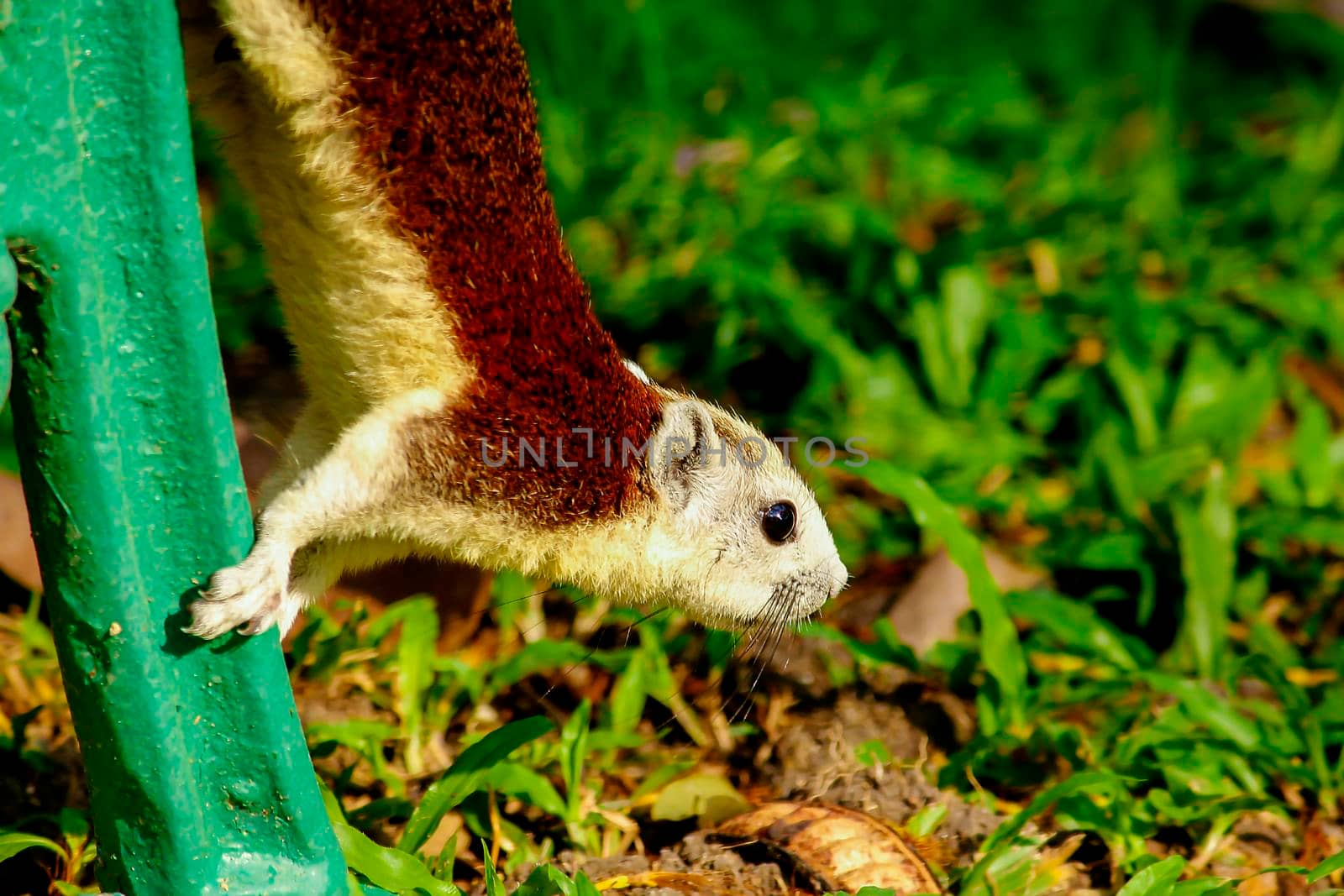 squirrel climbing and playing in the trees in the park can be seen everywhere by Puripatt