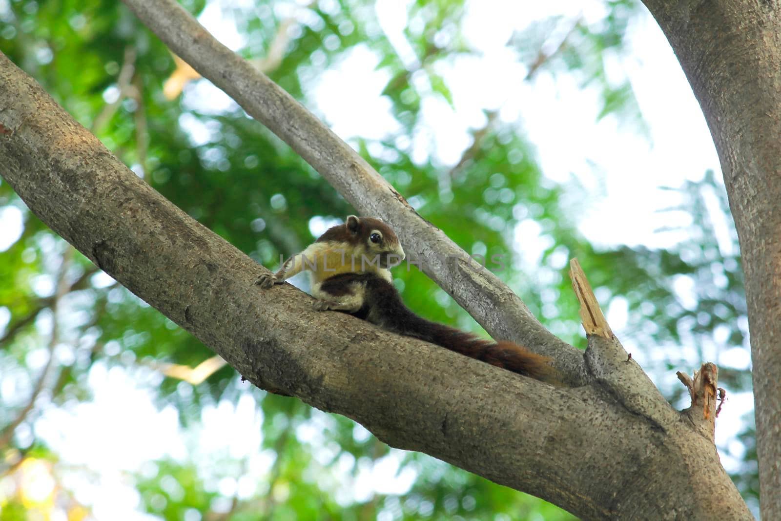 squirrel climbing and playing in the trees in the park can be seen everywhere by Puripatt