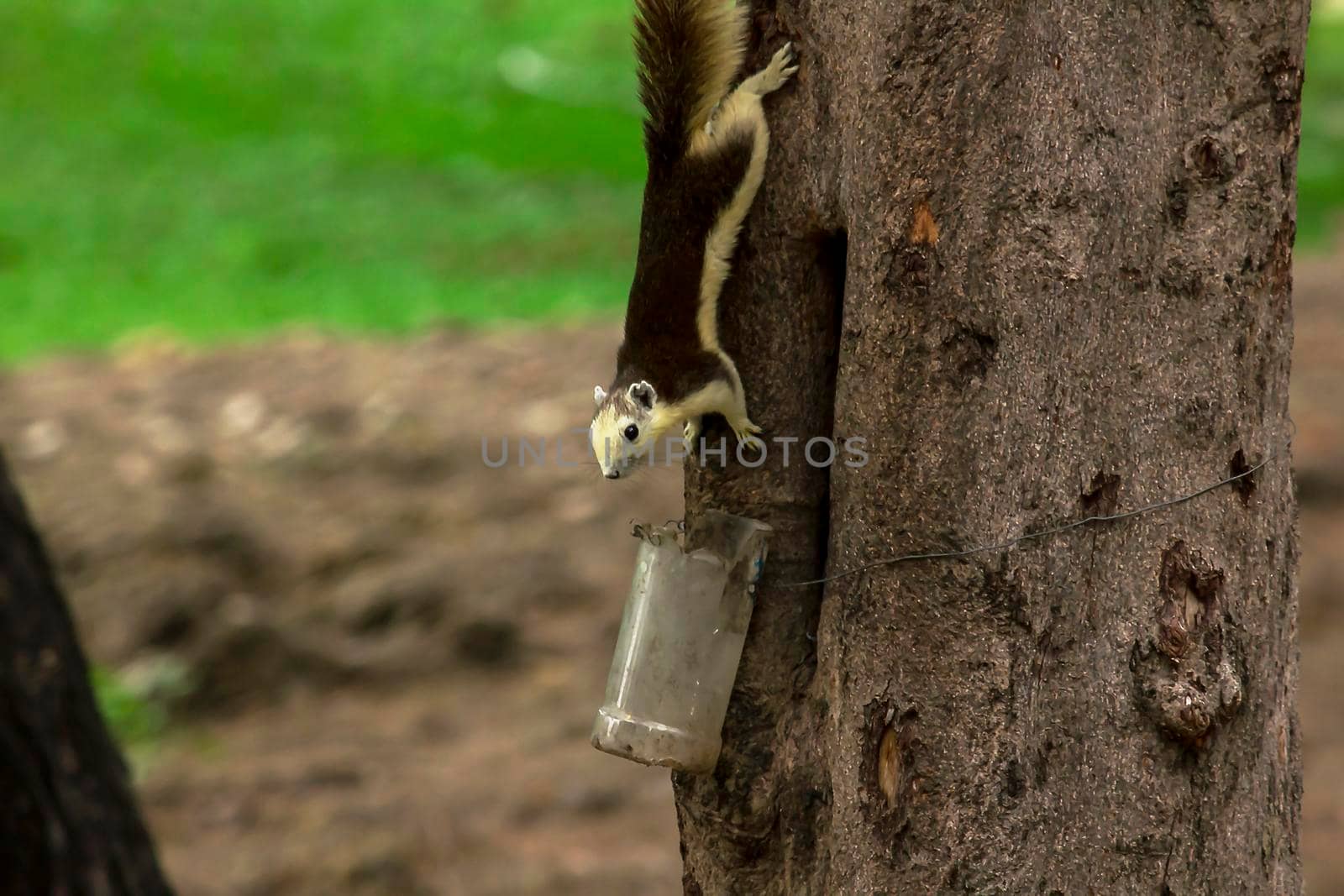 squirrel climbing and playing in the trees in the park can be seen everywhere by Puripatt